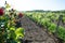 Red roses and wood post with vines in Bordeaux vineyard. New grape buds and young leafs in spring growing with roses in