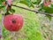 Red rotten apples are hanging on a branch in the garden. An apple eaten by parasites hangs on a tree