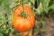 Red, round, eco-friendly and large tomato