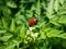 Red, round and ladybird-like broad-shouldered leaf beetle Chrysomela populi sitting on green leaf among green vegetation