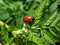 Red, round and ladybird-like broad-shouldered leaf beetle Chrysomela populi sitting on green leaf among green vegetation