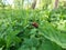 Red, round and ladybird-like broad-shouldered leaf beetle (Chrysomela populi) sitting on leaf