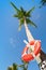 Red round life buoy hanging on the tall palm tree
