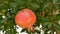 Red round ripe pomegranates on the branches of tree with green leaves