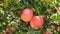 Red round ripe pomegranates on the branches of a tree with green leaves