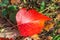 Red rowan autumn leaf