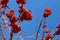 Red rowan berries on a blue sky background