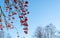 Red rowan berries on the branch in the blue sky background. Scandinavian winter. Swedish nature wallpaper