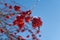 Red rowan berries on the branch in the blue sky background. Scandinavian winter. Swedish nature wallpaper