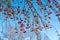 Red rowan berries on the branch in the blue sky background. Scandinavian winter. Swedish nature wallpaper, background