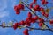 Red rowan berries on the branches against the blue sky. Autumn Harvest Time