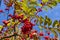 Red rowan berries on the branches against the blue sky. Autumn Harvest Time