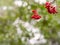 Red rowan berries in the fall on branches with fallen leaves