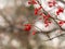 Red rowan berries in the fall on branches with fallen leaves