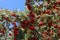 Red Rowan berries look bright against a blue sky