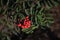 Red rowan berries on rowan tree with green leaves, mountain ashes, Sorbus aucuparia