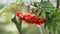 Red rowan berries on a tree branch with green leaves in nature. Sorbus aucuparia.