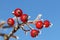 Red Rowan Berries in Winter Frost against Blue Sky