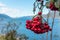 Red rowan berry close up on blurred fjord view