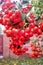 Red rowan bunches with drops of water