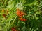 Red Rowan fruit on a green tree