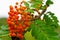 Red rowanberries bunch with green leafs