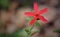 Red Royal Catchfly Flower Close-up.