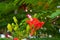 Red royal poinciana flowers in a tree. Red flower background. Tropical red flowering tree. Florida poinciana. Exotic flame tree