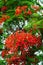 Red Royal Poinciana tree