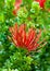 Red rubiaceae in a green park