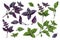 Red rubin and green basil herb collection, sketch vector illustration isolated.