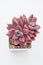 Red Ruby Donna Echeveria Succulent houseplant flower rosette top view