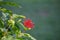 Red ruby pentas flowers  blooming during springtime in a public park in India