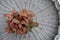 Red Ruby plant. Beautiful and intense colors on a Fittonia house plant.