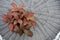 Red Ruby plant. Beautiful and intense colors on a Fittonia house plant.