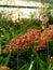 Red Ruby Wild Flower on Random Fields