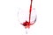 Red ruby â€‹â€‹wine poured vertically down into a glass isolate