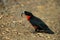 Red-ruffed Fruitcrow, Pyroderus scutatus, exotic rare tropic bird in the nature habitat, dark green forest, Otun, Colombia.