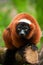 Red ruffed lemur