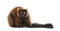 Red ruffed lemur looking at the camera, isolated