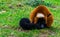 Red ruffed lemur monkey sleeping in the grass, adorable portrait of a critically endangered primate from Madagascar