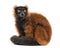 Red ruffed lemur sitting, isolated