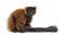 Red ruffed lemur sitting, isolated