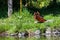 Red Ruffed Lemur in Sunshine