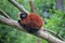 Red ruffed lemur on a tree