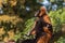 Red ruffed lemur (Varecia rubra) sunbathing on a tree branch