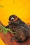 Red ruffed lemur on yellow background