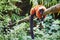 Red ruffed lemurs resting on the branch