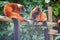 Red ruffed lemurs resting on the branch