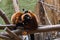 Red Ruffed Lemurs sitting on wooden beams